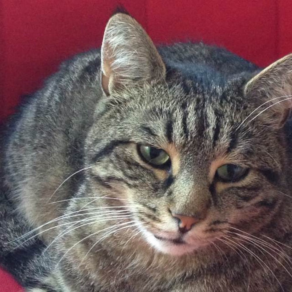 Meet your Posher, Elena